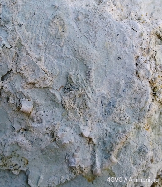 морские лилии, карбон, Московская область