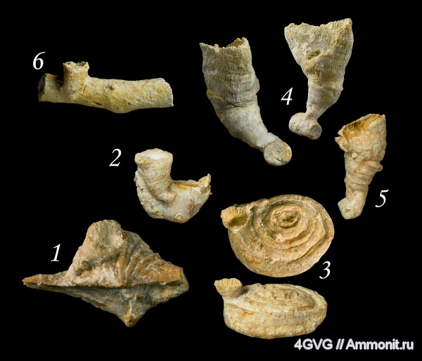 Гжель, каменноугольный период, верхний карбон, Московская область