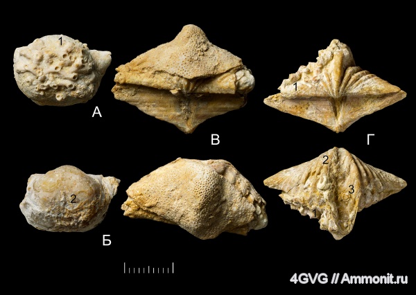 брахиоподы, Гжель, каменноугольный период, верхний карбон, Московская область, Epizoans