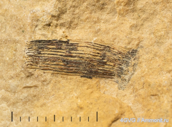 Гжель, каменноугольный период, верхний карбон, Московская область