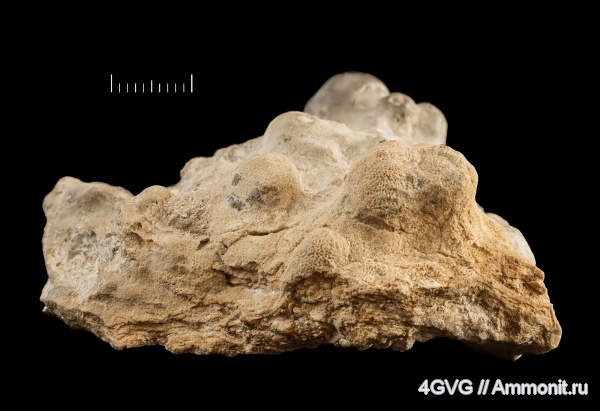 карбон, палеозой, московский ярус