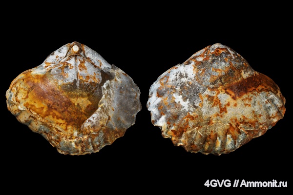 брахиоподы, верхняя юра, Rhynchonellida, Кимериджский ярус