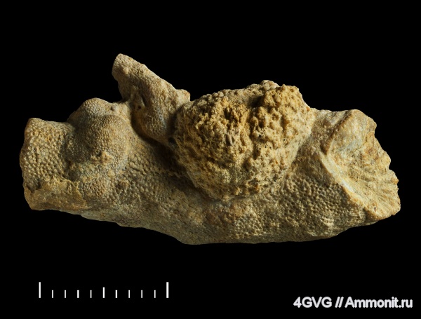 Гжель, каменноугольный период, верхний карбон, Московская область