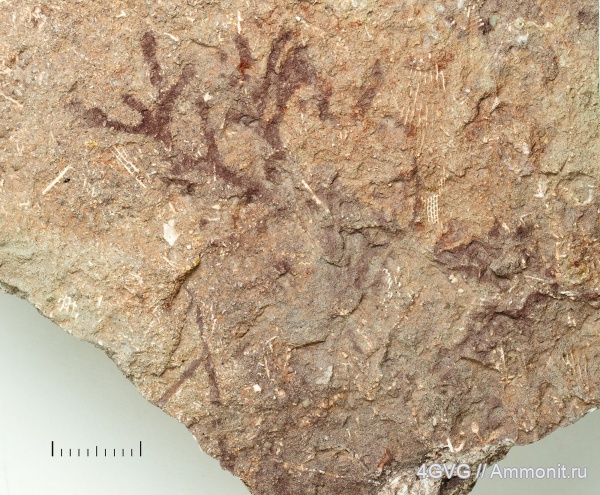 Гжель, каменноугольный период, верхний карбон, Московская область