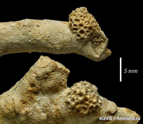 гжельский ярус, Московская область, Верхний карбон (Верхний пенсильваний)