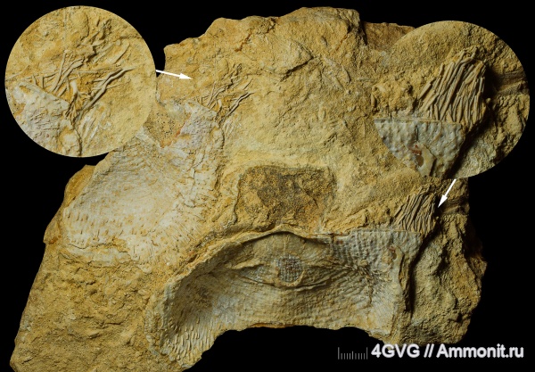 гжельский ярус, Московская область, Верхний карбон (Верхний пенсильваний)