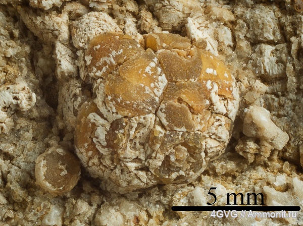 гжельский ярус, Московская область, Верхний карбон (Верхний пенсильваний)