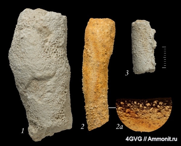 каменноугольный период, Московская область, средний карбон, Protoleucon