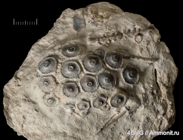 морские ежи, каменноугольный период, Московская область