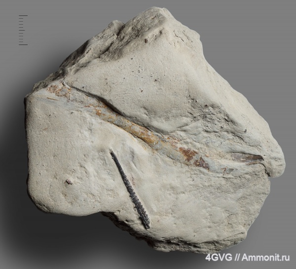 рыбы, каменноугольный период, нижний карбон