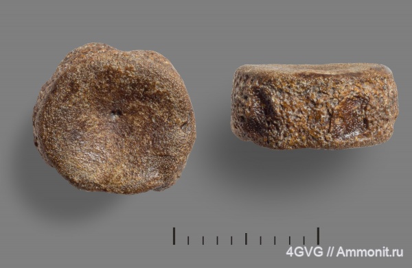 рыбы, каменноугольный период, нижний карбон