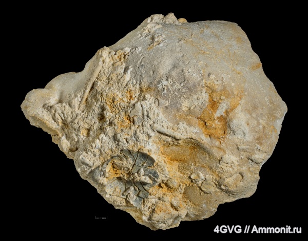 Chaetetes, хететиды, Chaetetidae, Chaetetella