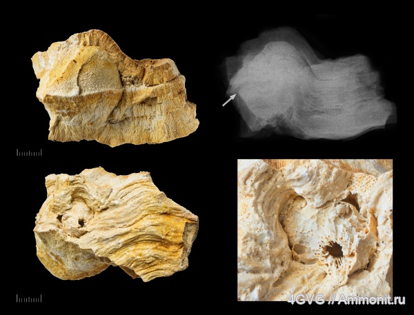 Chaetetes, хететиды, Chaetetidae, Chaetetella