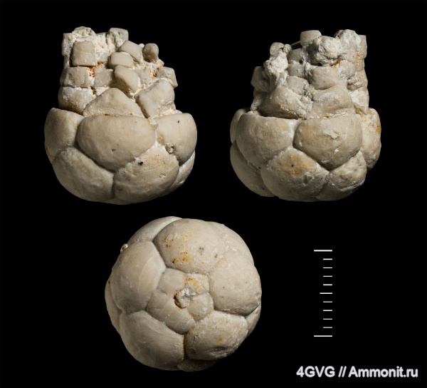 морские лилии, Mooreocrinus, Московская область, средний карбон, Crinoidea, Cromyocrinidae