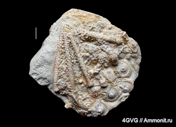 морские ежи, каменноугольный период, Мячково, Московская область