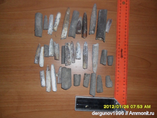 белемниты, belemnites