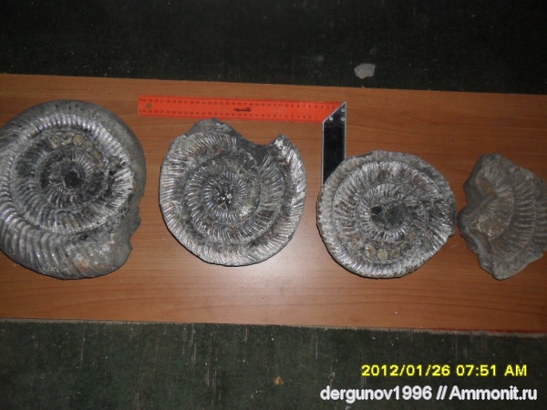 Speetoniceras, Speetoniceras versicolor, Hauterivian