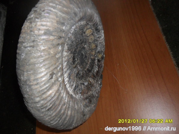 Speetoniceras versicolor