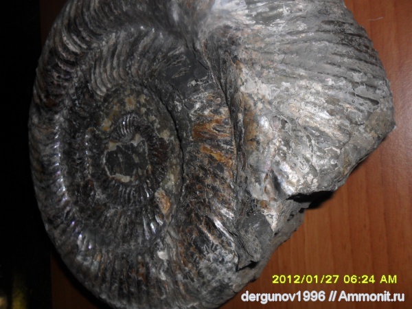 Speetoniceras, Hauterivian