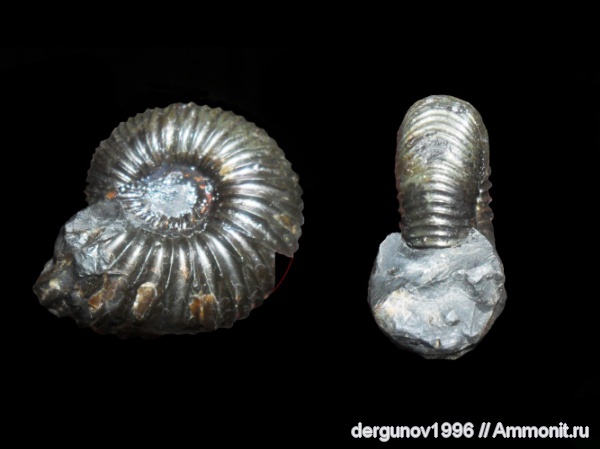 Speetoniceras, Hauterivian