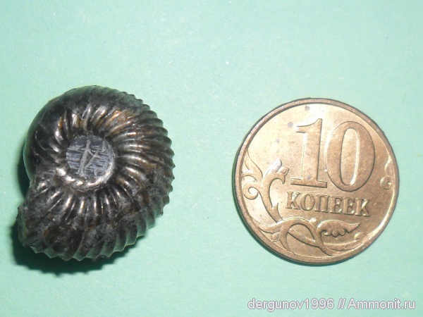 Speetoniceras, Hauterivian