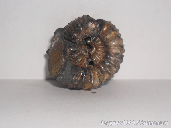 Speetoniceras, Speetoniceras versicolor, Hauterivian