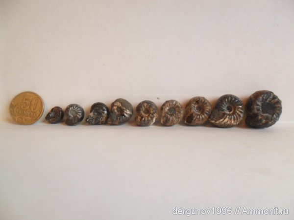 Speetoniceras, Speetoniceras versicolor, Hauterivian