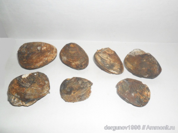 двустворчатые моллюски, Astarte