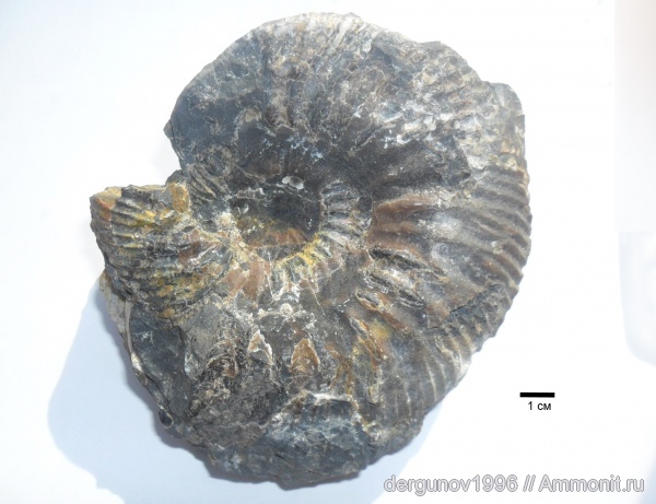Craspedodiscus