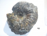Аммонит Craspedodiscus