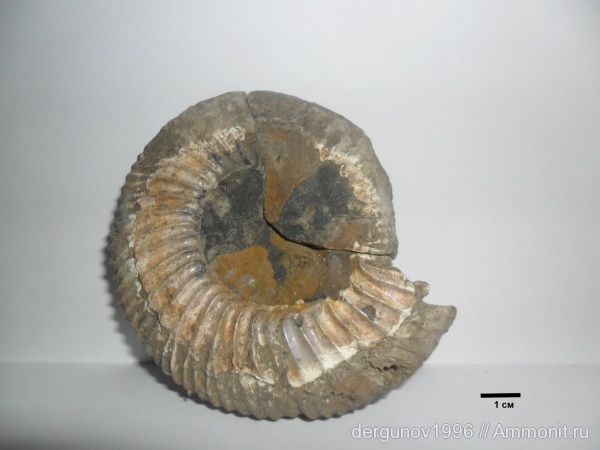 Speetoniceras, Hauterivian