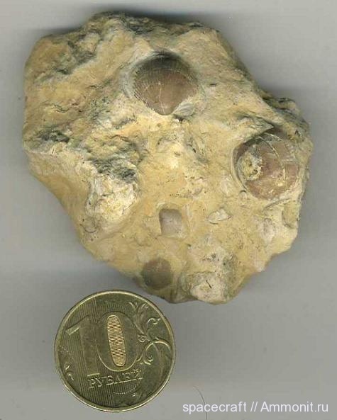 Choristites, Theodossia