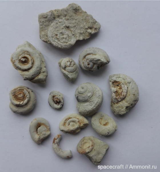 Pleurotomaria, Pleurotomaria undulata