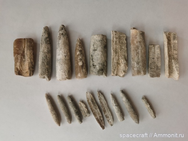 белемниты, мел, сантон, Actinocamax, Actinocamax verus