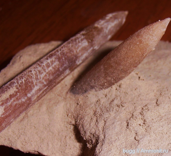 белемниты, мел, Belemnitella, Инкерман, Cretaceous, belemnites