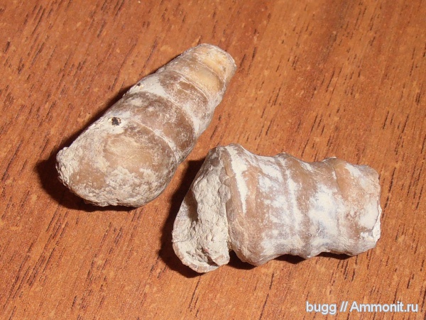 гастроподы, Родное