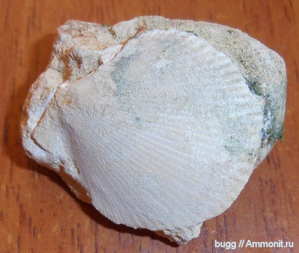 гребешки, Инкерман гребешки, Инкерман