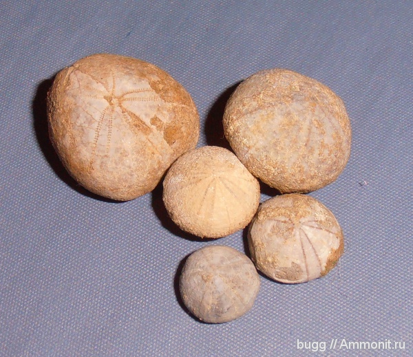 морские ежи, готерив, Toxaster, Toxaster retusus, Discoidea karakaschi, Верхоречье, Discoidea, нижний готерив