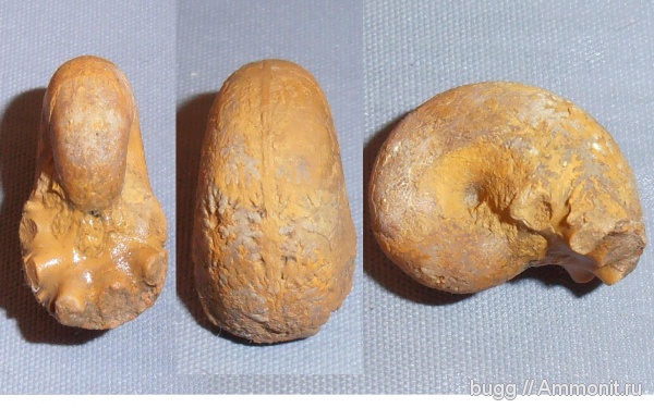 аммониты, Крым, баррем, нижний баррем, Верхоречье, Phyllopachyceras, Phyllopachyceras cataschiense