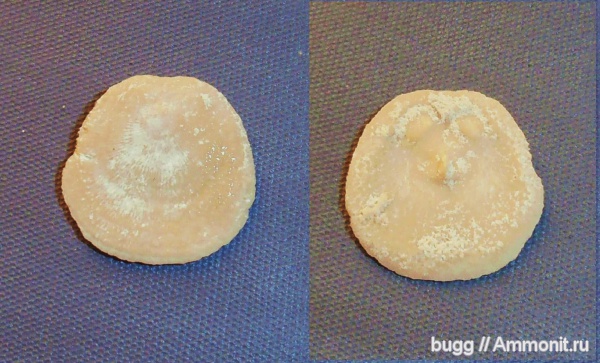 Craniida, Danocrania, Инкерман