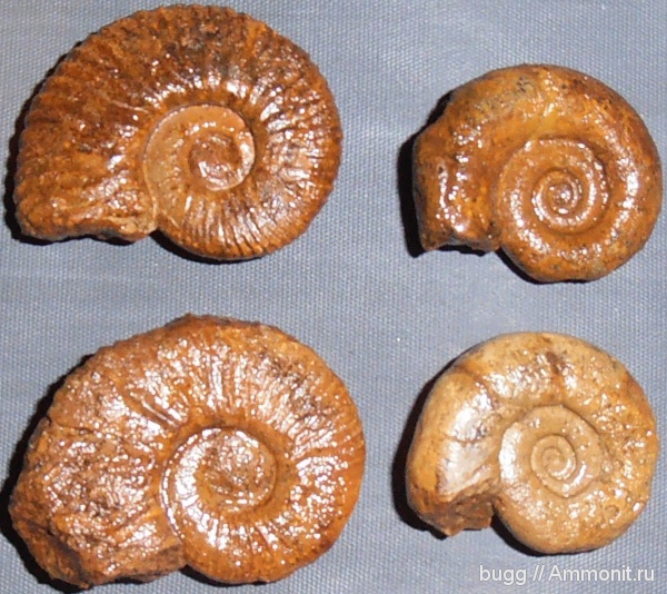аммониты, Крым, баррем, Biasaloceras, нижний баррем, Ammonites, Верхоречье, Pseudothurmannia, Silesites, Pseudothurmannia picteti, Silesites vulpes