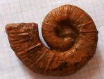гетероморф - crioceratites