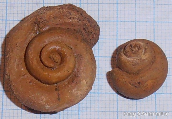 гастроподы, Pleurotomaria, баррем, нижний баррем