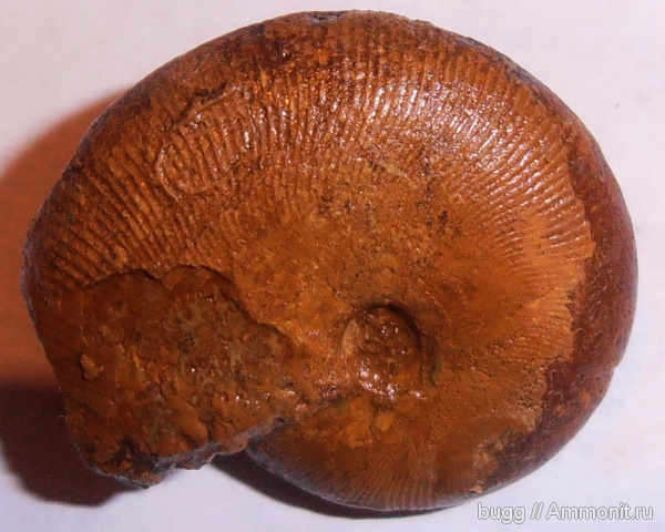 аммониты, Крым, баррем, нижний баррем, Euphylloceras, Phylloceratidae, Euphylloceras ponticuli