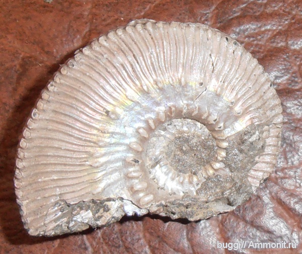 юра, Kosmoceras, келловей, Kosmoceras phaeinum, Kosmoceratidae, Callovian, Jurassic, Middle Jurassic