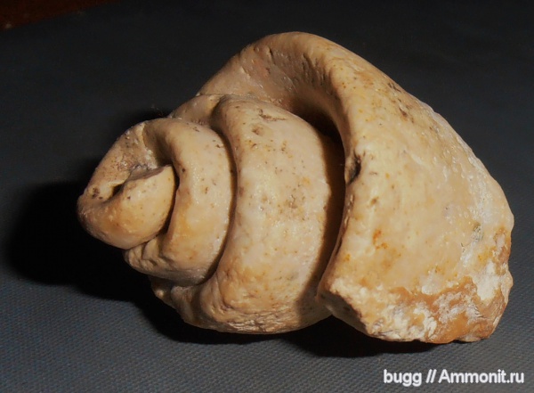 Strombus, Инкерман