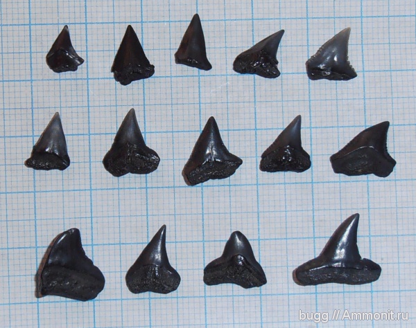 палеоген, зубы акул, Carcharhiniformes, Carcharinidae, shark teeth