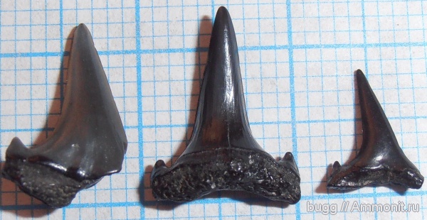 зубы акул, shark teeth