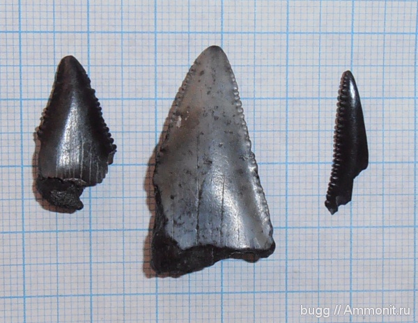 зубы акул, shark teeth