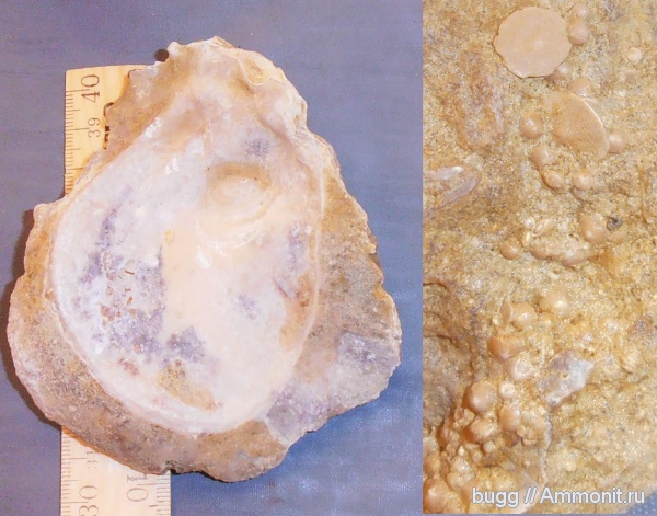 палеоген, фораминиферы, устрицы